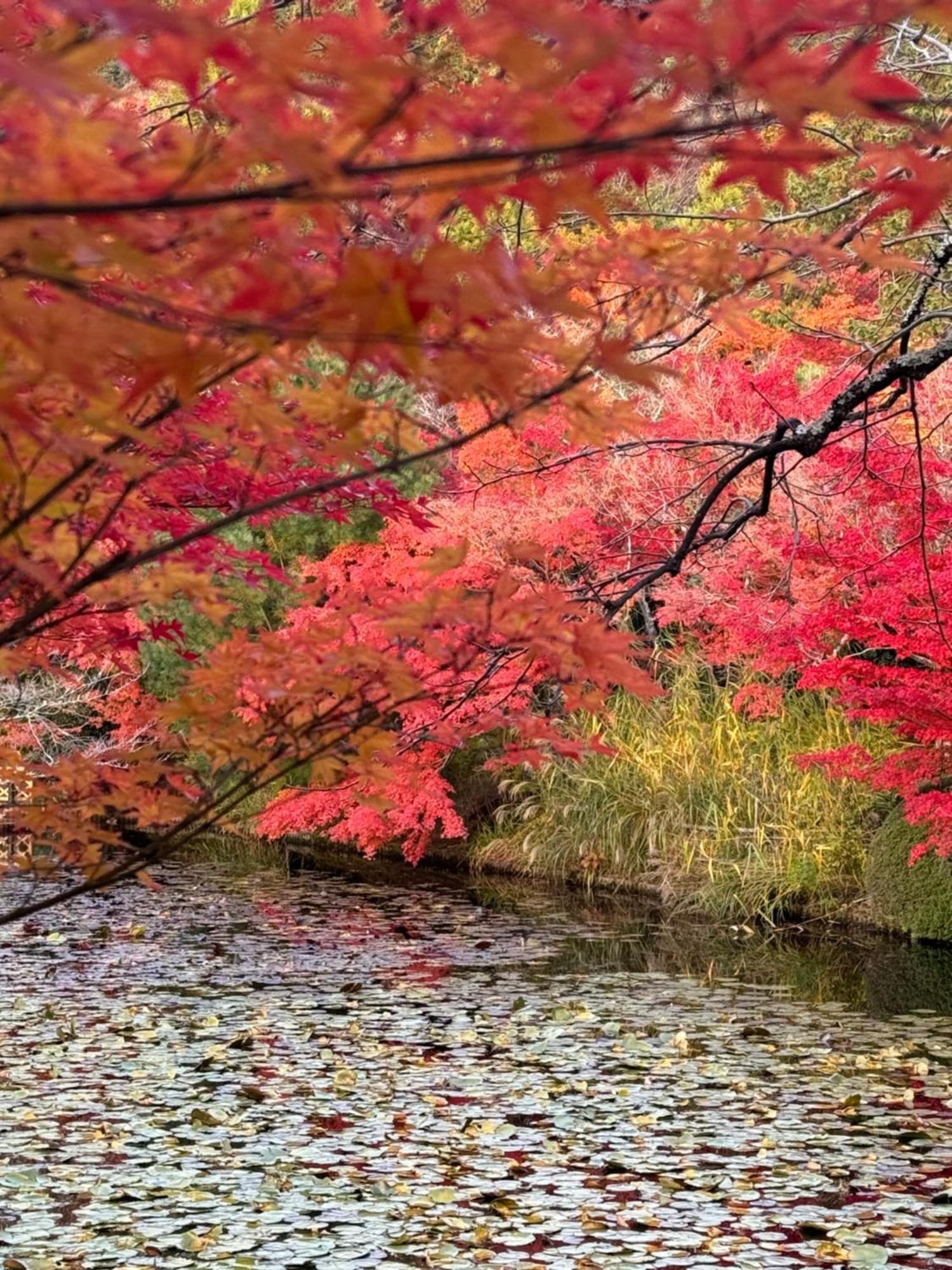 椿庵・京都 エクステリア 写真